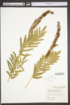 Osmunda regalis var. spectabilis