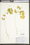 Oxalis grandis