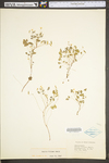 Oxalis dillenii