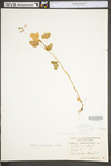 Oxalis stricta