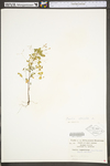 Oxalis stricta