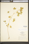 Oxalis stricta