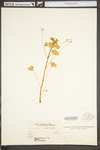 Oxalis stricta