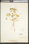 Oxalis stricta