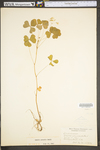 Oxalis grandis