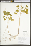 Oxalis stricta