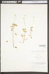 Oxalis stricta