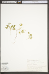 Oxalis stricta