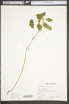 Oxalis stricta