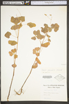 Oxalis grandis