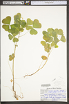 Oxalis grandis