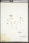 Oxalis stricta