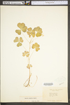 Oxalis grandis