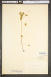 Oxalis stricta