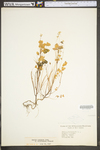 Oxalis stricta