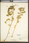 Oxalis stricta