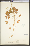 Oxalis grandis