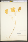 Oxalis grandis