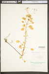 Oxalis stricta