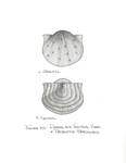 brachiopod_types by John J. Renton and Thomas Repine