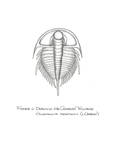 Cambrian_Trilobite by John J. Renton and Thomas Repine