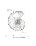 cephlapod_crosssection by John J. Renton and Thomas Repine