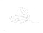 Dimetrodon by John J. Renton and Thomas Repine
