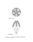 Echinoderms by John J. Renton and Thomas Repine