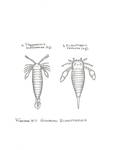 Eurypterids by John J. Renton and Thomas Repine