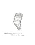 heliophyllum_halli by John J. Renton and Thomas Repine