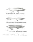 Lungfish by John J. Renton and Thomas Repine