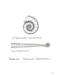 Ordovician_Cephalopods by John J. Renton and Thomas Repine