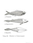 Ostracoderms by John J. Renton and Thomas Repine