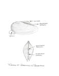 Pellecypod by John J. Renton and Thomas Repine