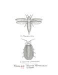 Primitive__Pennsylvania_Insects by John J. Renton and Thomas Repine