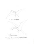 types_pterosaurs by John J. Renton and Thomas Repine