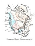 Triassic_paleothic by John J. Renton and Thomas Repine