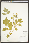 Chelidonium majus var. majus