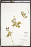 Chelidonium majus var. majus