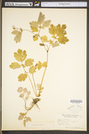 Chelidonium majus var. majus