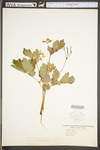 Chelidonium majus var. majus