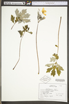 Chelidonium majus var. majus