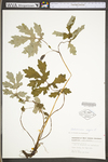 Chelidonium majus var. majus