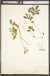 Chelidonium majus var. majus