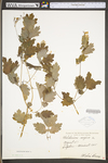 Chelidonium majus var. majus