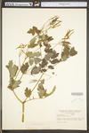 Chelidonium majus var. majus