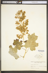 Macleaya cordata