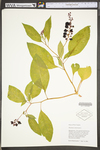 Phytolacca americana var. americana