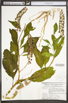 Phytolacca americana var. americana