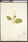 Phytolacca americana var. americana